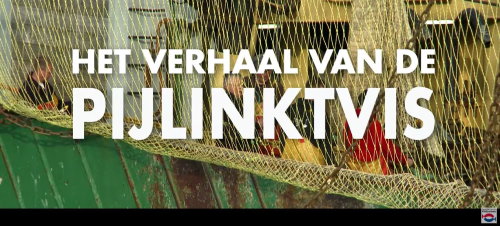 Pijlinktvis video Nederlands Visbureau